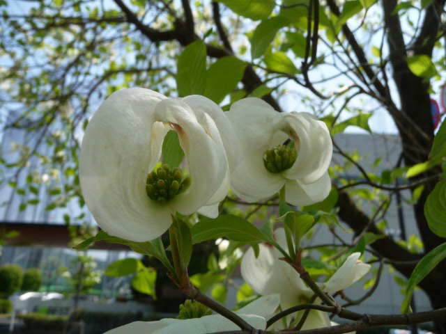 713 花水木