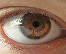 130px-Menschliches_Auge----1.jpg