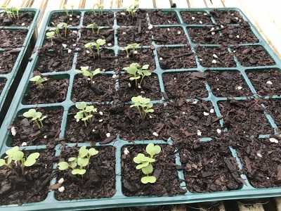 葉物野菜の発芽 チョロミィの家庭菜園日記 楽天ブログ