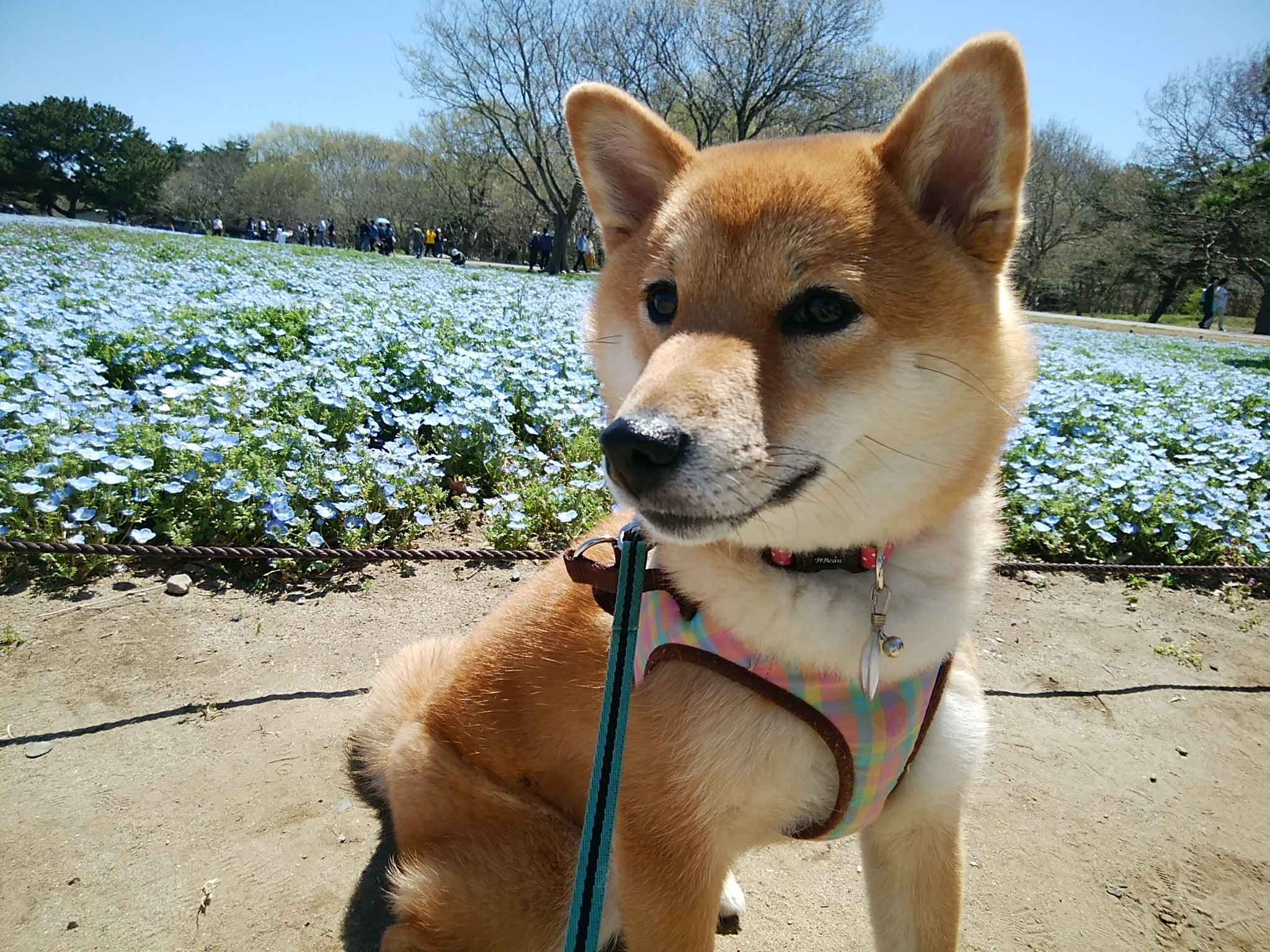 ネモフィラとちび犬 カムカムみるる 楽天ブログ