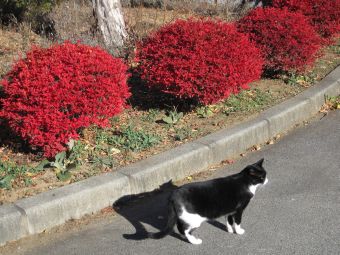 11.13  doudanntutuji.jpg