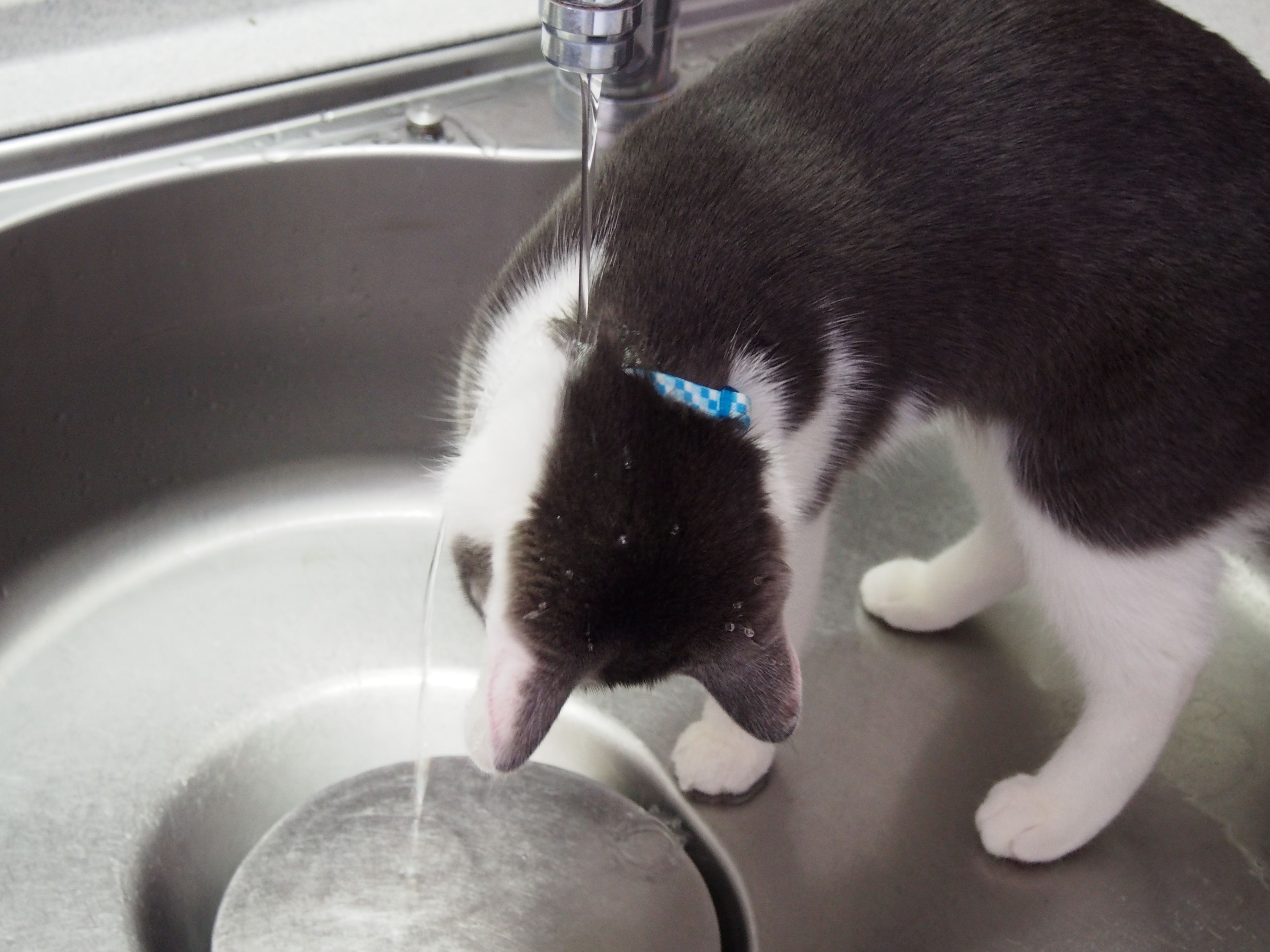 水飲みが下手なセナ ねこと一緒のおだやか生活 楽天ブログ