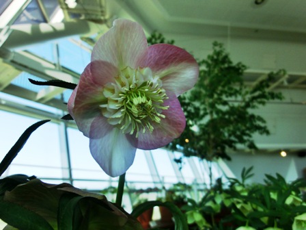 サクラシフォン