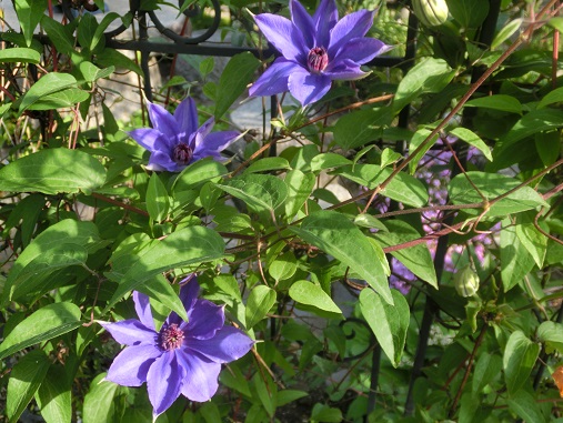 紫のクレマチス