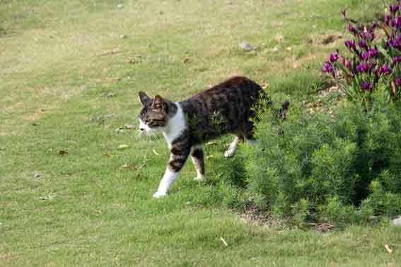 我が家のニャンコ♪2013/5/26-2