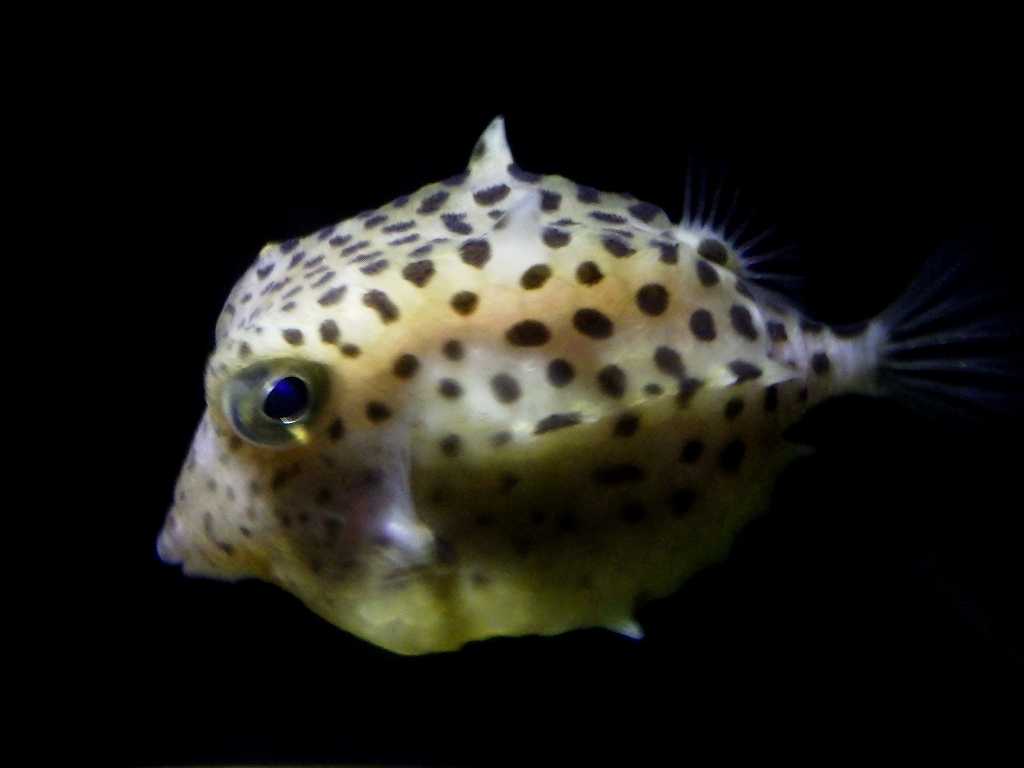 イトマキフグ（Kentrocapros aculeatus）17　深海魚飼育