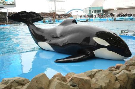 名古屋港水族館 シャチの名前 判別方法と詳細情報 | イルカ