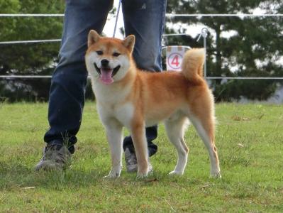 展覧会・日本犬保存会 ] | 柴楽日記 - 楽天ブログ