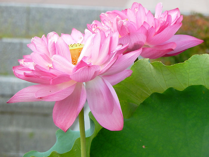 蓮５