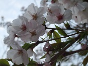 2015年公園の桜