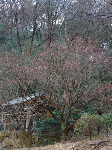DSCN0055b20160131.jpg