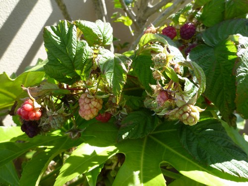 1ラズベリー　実11月10日２500.jpg