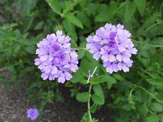 IMG_5925ss.jpg