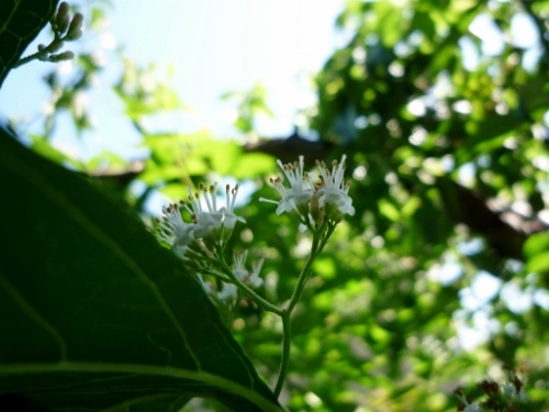P1150357 (500x375).jpg