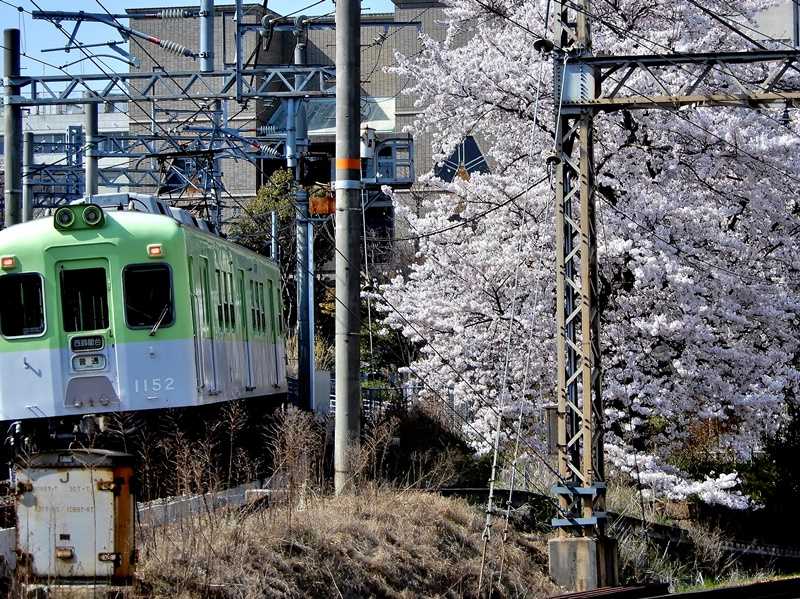 踏切の桜5