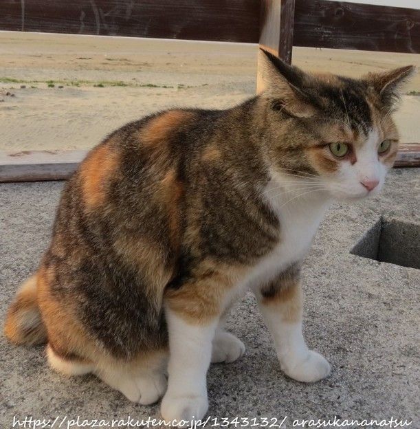 写真調整その2 | 今日の予定 - 楽天ブログ
