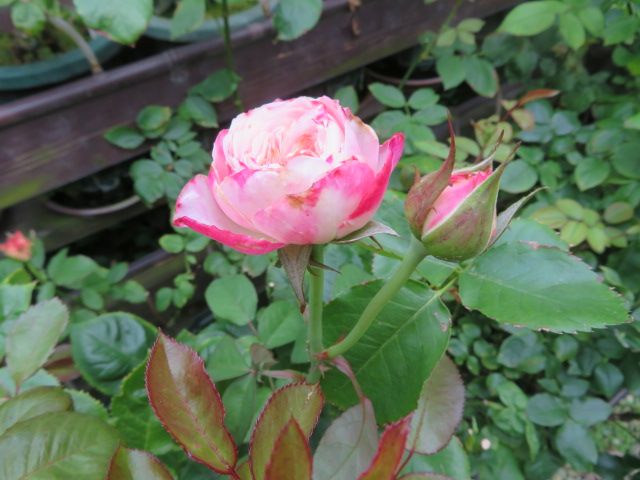 香りのバラ イヴスプラッシュ の開花と美しい２番花達 梅干しの経過 ばぁばの薔薇の花園 楽天ブログ