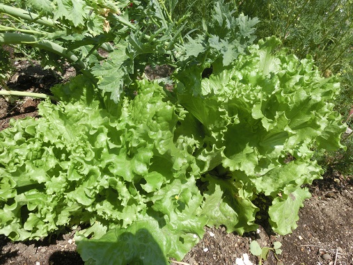 レタス