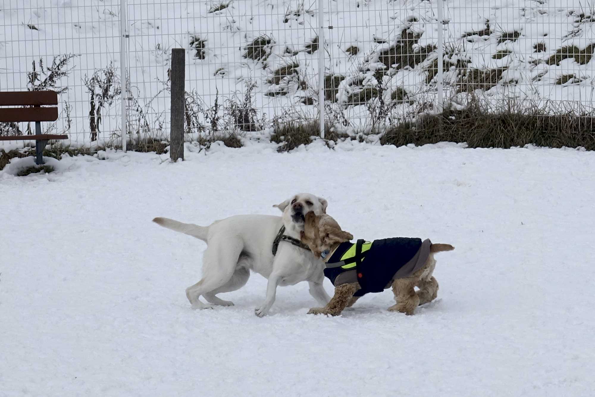 ジュリオと散歩 やさいい大きな白い犬と遊びました ふう 出来るだけ書くぞ 楽天ブログ