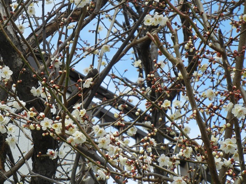 ご近所の梅の花