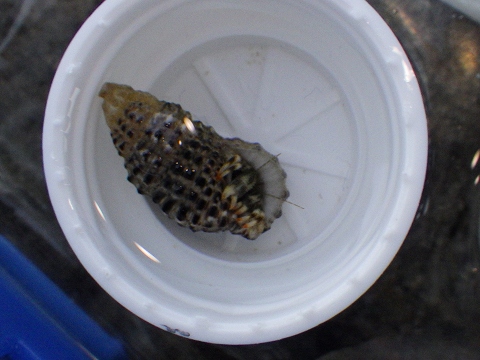 沖縄磯採集2015年11月下旬36　キカイホンヤドカリ（Pagurus angustus）