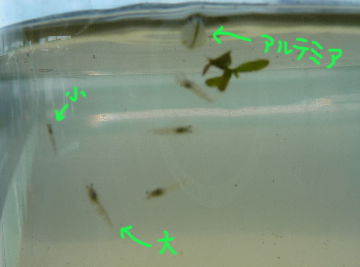 16ページ目の記事一覧 今日のすいそう ｃ っﾟdﾟ っf メモメモ 楽天ブログ
