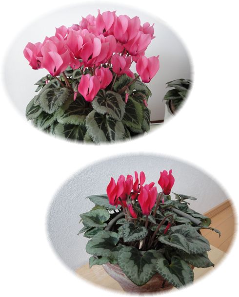 生き返って元気に生き延びているガーデンシクラメン