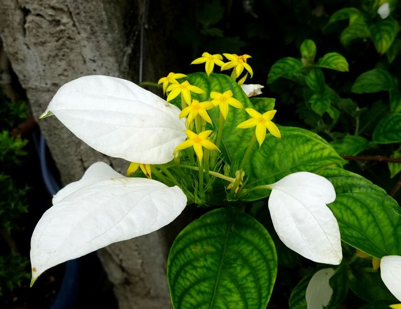 7月3日 今日の一花 その２ コンロンカ 崑崙花 Gazengamaのブログ 散歩中に出合った花と趣味の陶芸作品 楽天ブログ