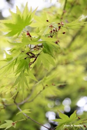 春の鎌倉　高徳院にて新緑の紅葉