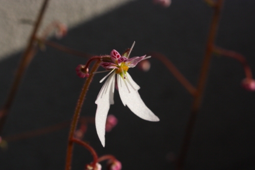 20160518007.JPG