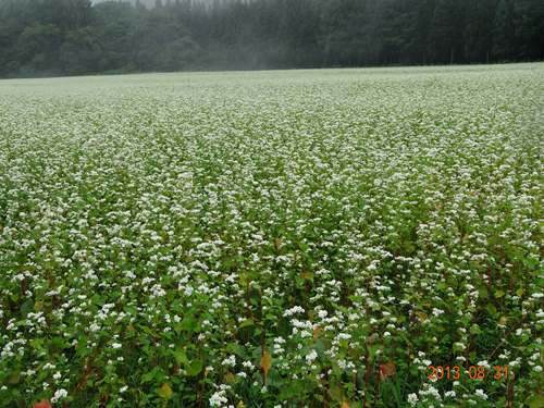 DSC00055_R.JPG