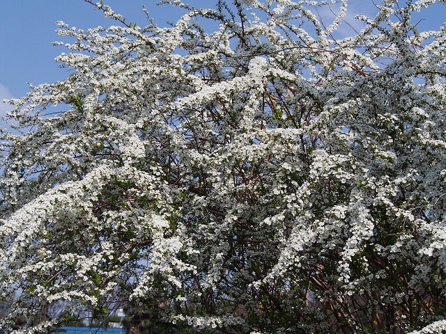 P3200341.jpg