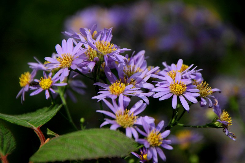 明日香の秋の花_03紫苑.jpg