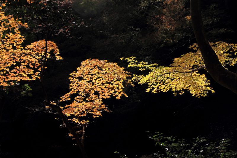 箕面公園残り紅葉_006.jpg