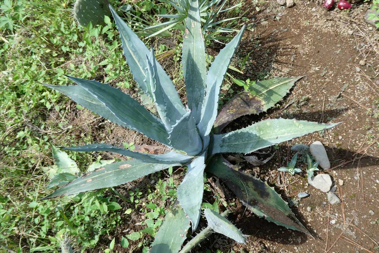 アガベ・アメリカーナ”縞斑”(Agave americana 