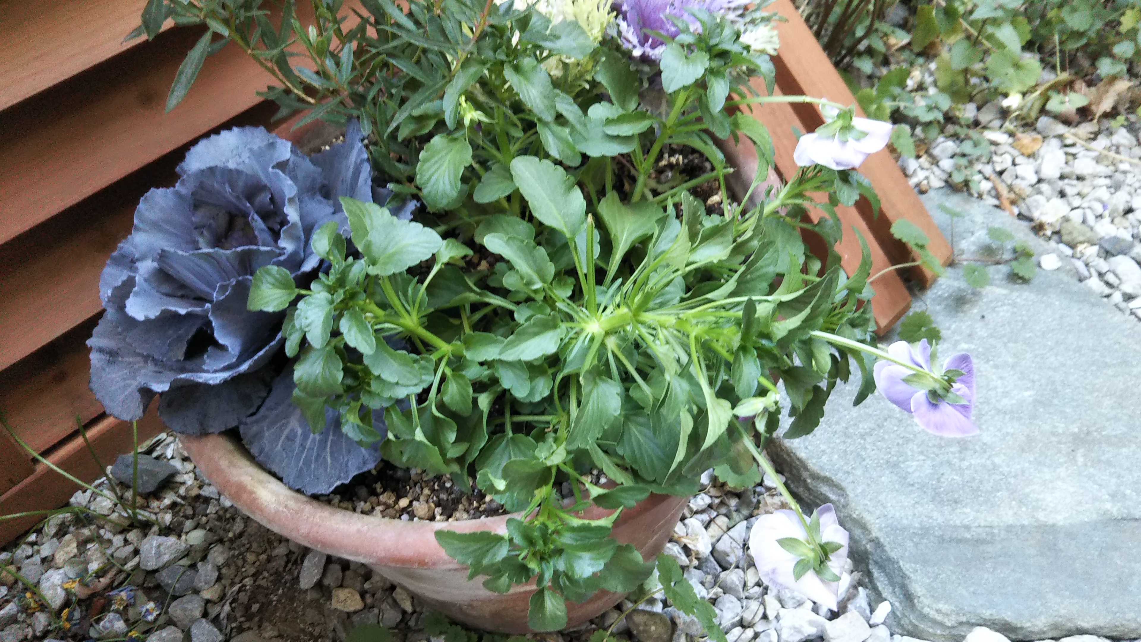 鉢割れ o1080081015131287486.jpg