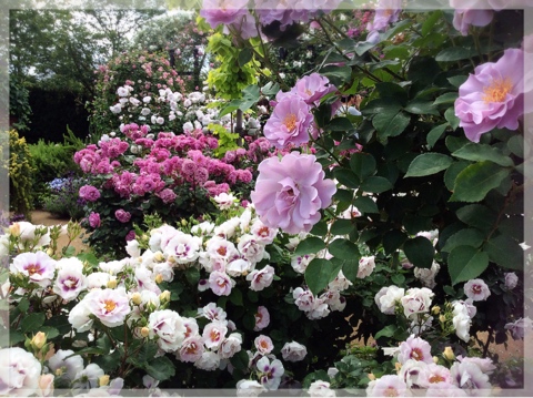 ローズ&ハーブガーデン