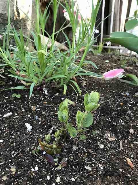 アナベルの葉が出てきましたね 楽しい庭作り 楽天ブログ