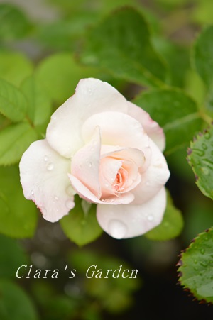 DSC_0015.JPG
