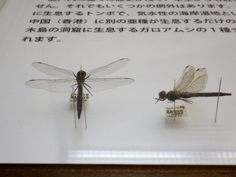 大阪市立自然史博物館2017年7月中旬43　ミヤジマトンボ（Orthetrum poecilops miyajimaense）