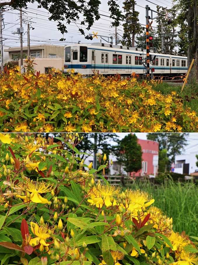 道路脇の 未央柳 清多夢くらぶ 楽天ブログ