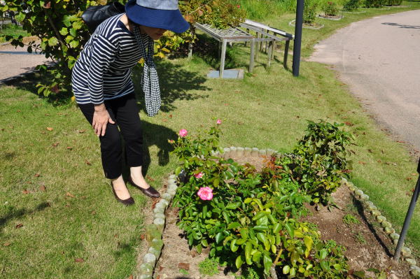 おとぎの森公園　秋の薔薇