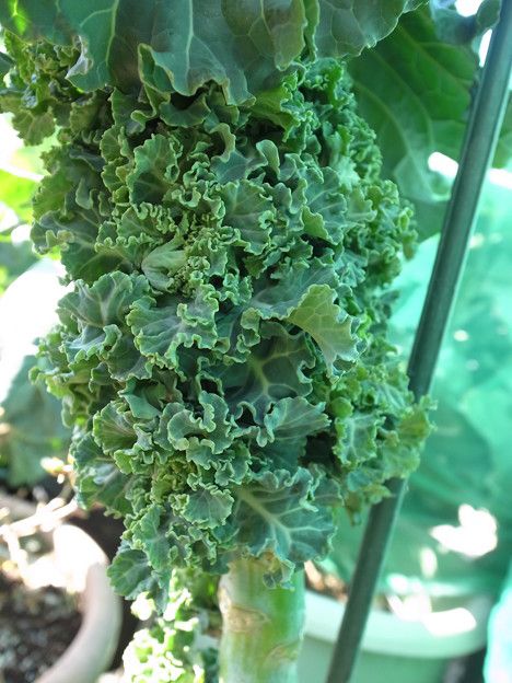巻かない芽キャベツ 葉山農園 1月中旬 暇人主婦の家庭菜園 楽天ブログ 巻かない芽キャベツ 葉山農園 1月中旬 暇人主婦の家庭菜園 楽天ブログ