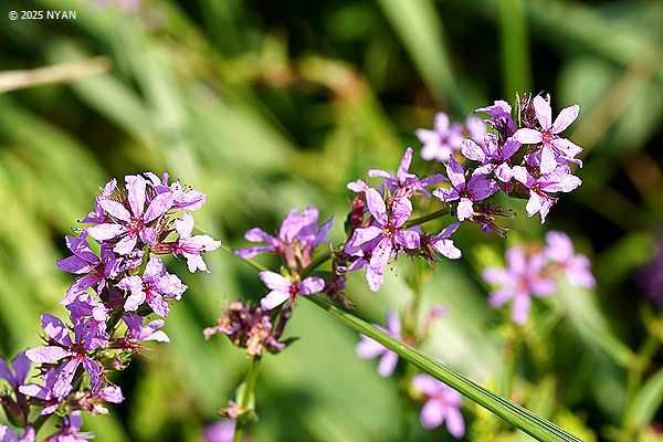 ミソハギ（禊萩、ミソハギ科）