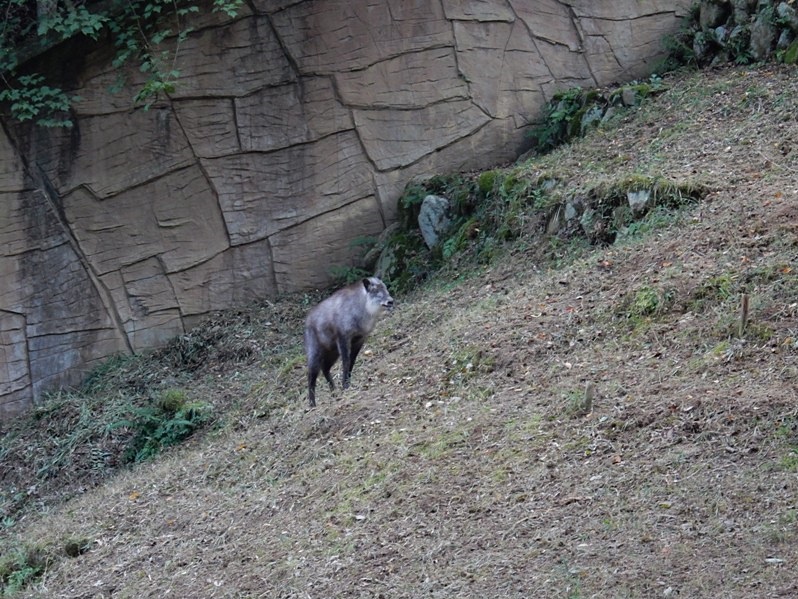 カモン8.JPG
