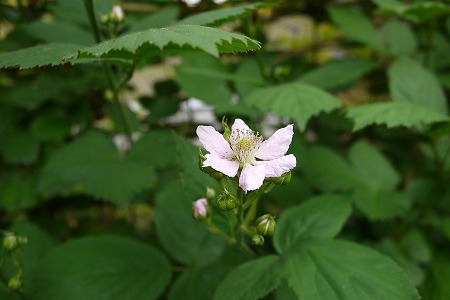 P1000848.jpg