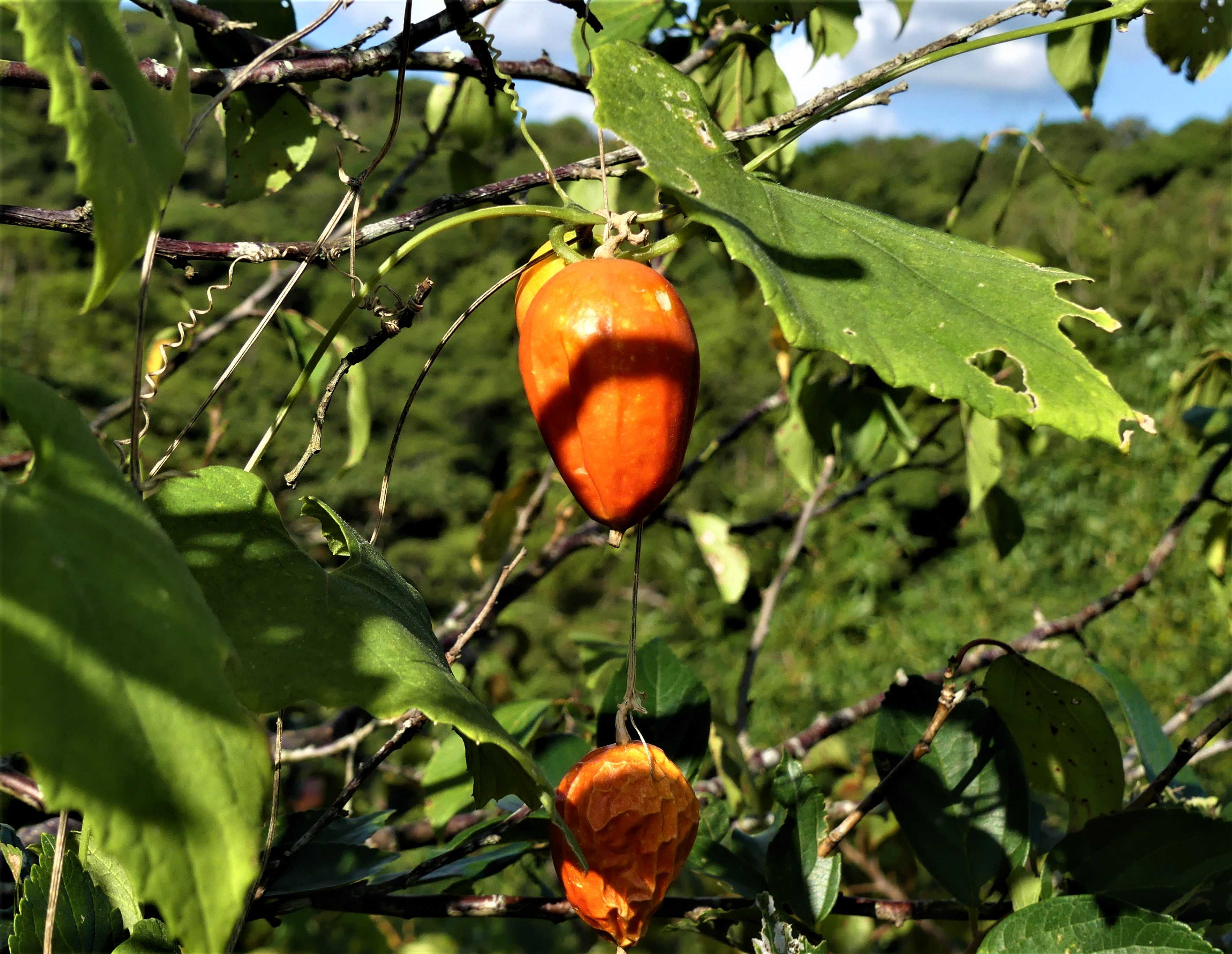 白い ハイビスカスは 一輪だけ 咲き出しました オープンガーデン 蕗のとう 楽天ブログ