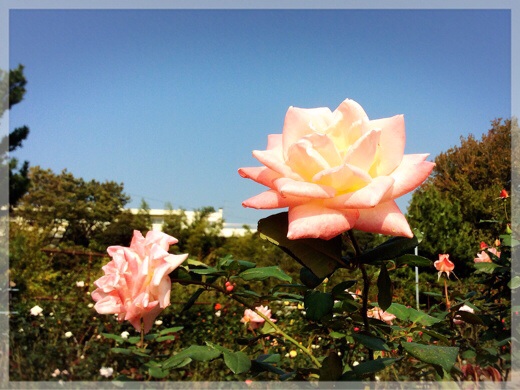 秋バラ・フラワーセンター大船植物園