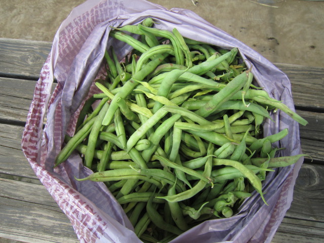 20120630いんげん.jpg