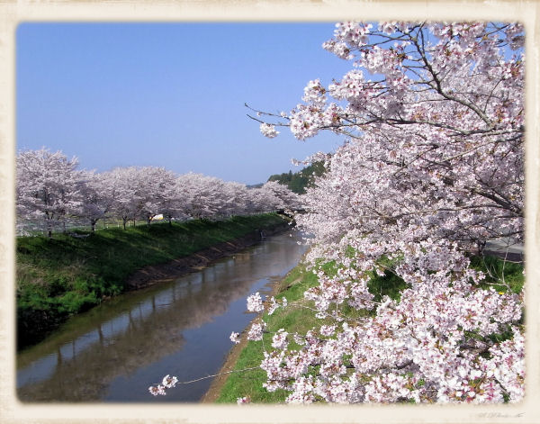 猟路の桜